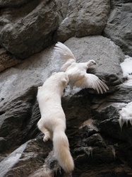 Arctic fox catching a ptarmigan