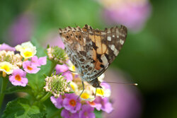 Butterfly At Work