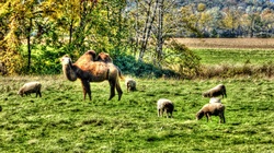 Camel And Sheep: Painterly effect added to photo of a camel with sheep in New England Fall