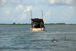 Dolphin In The Wild: Dolphins chasing behind shrimp boat netters