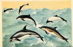 Dolphins & Whales: Dolphins & Whales Artist Unknown Public Domain