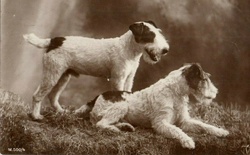 Fox Terrier Dogs Artist Unknown Year ca 1915 Public Domain