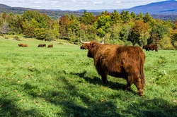 Highland steer in Autumn