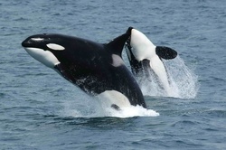 Killer Whales: A Pair of Orcas
