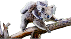 Mom and baby koala in tree with text