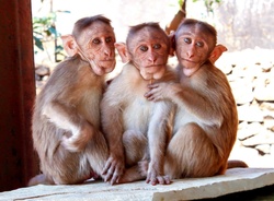 Rhesus Monkeys Watching
