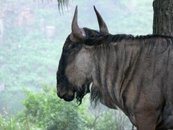 Wildebeest Head And Shoulders: Blue wildebeest or gnu with light misty background
