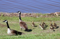 Canada Geese And Goslings On Shore: A mother and father Canada goose and leading their ten little goslings along the grassy shoreline of a blue lake.