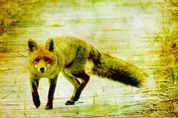 Fox Vintage Painting: Vintage painting of a red fox