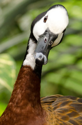 White Faced Whistling Duck