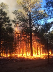 Working to Put Out a Forest Fire