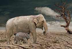 Mother elephant with her baby walking dead planet earth