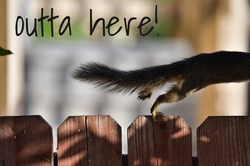 Squirrel On The Run: Squirrel running words outta here