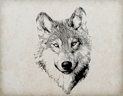 Pen and ink vintage style portrait of a wolf