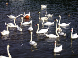 Swans at lake Zbilje