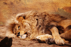 Big lion resting on the floor