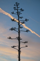 Tall plant silhouetted against setting sun sky and a vapor trail
