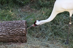 Whooping Crane Looking Into Log