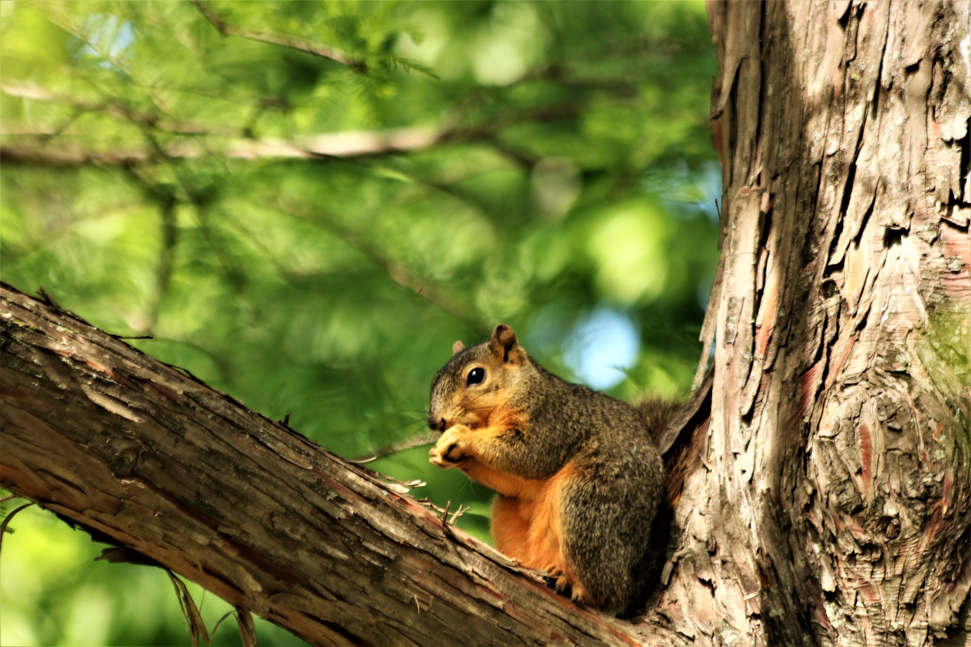 A cute little fox squirrel is sitting on a tree branch eating.
