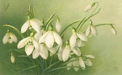 Snowdrop Galanthus Flower Spring 1907 Creative Commons