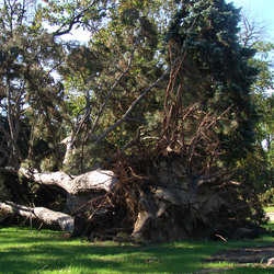 A large Evergreen tree pulled up by its roots after a micro-burst swept through the area.