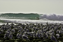 Surfer and Seagulls at the beach