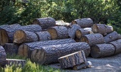Pile of large cut logs