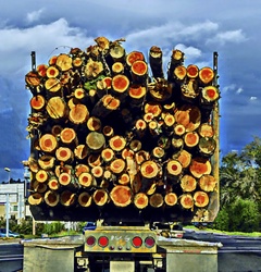Back view of a truck loaded with tree logs