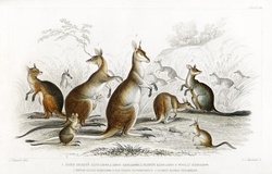 Marsupials Kangaroo Vintage Old
