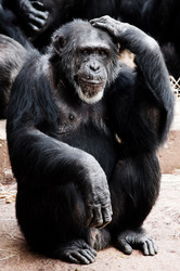 An old chimpanzee thinking