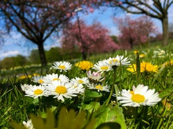 Daisies and dandelions in a park in spring