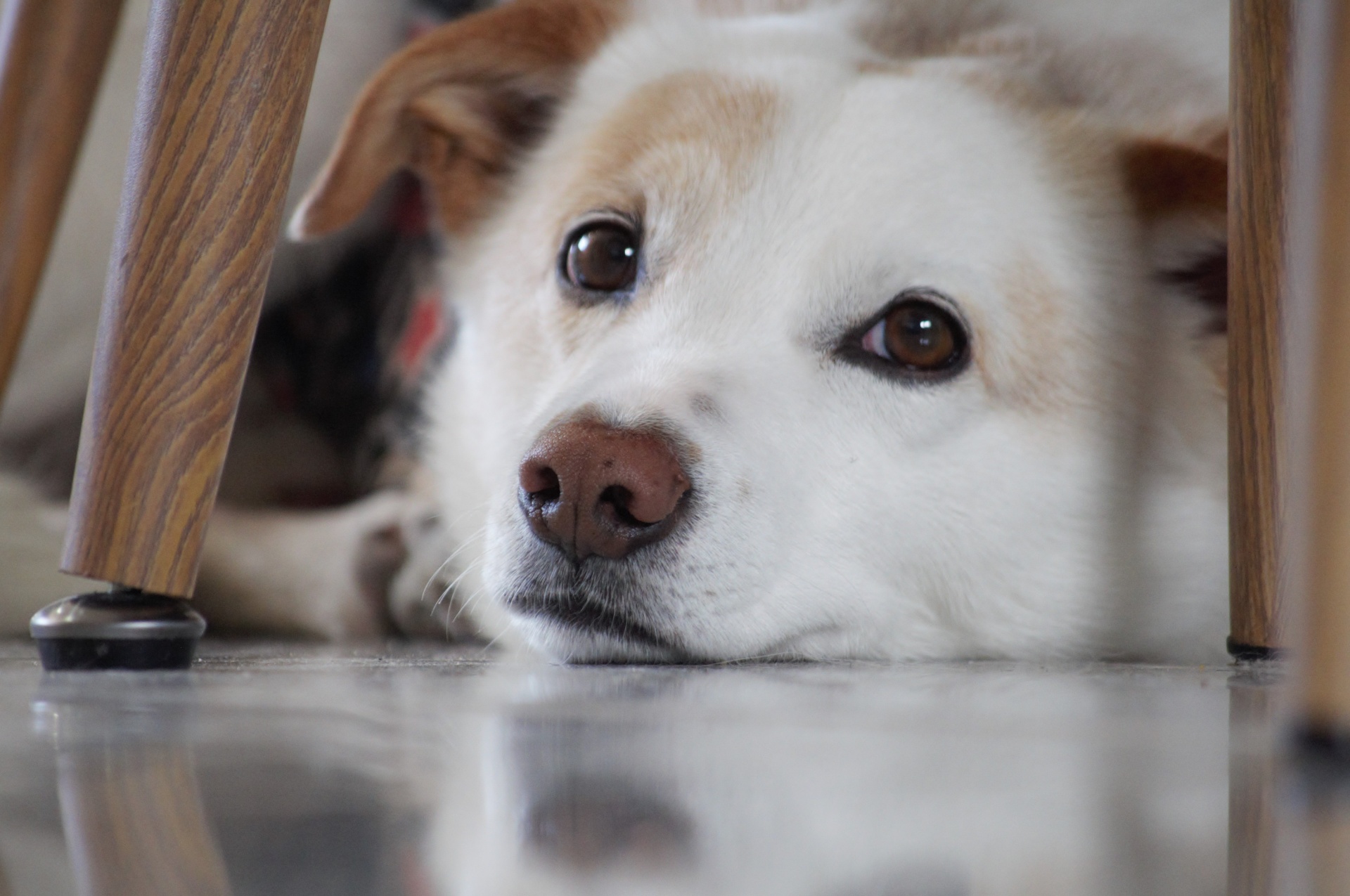 Beautiful white and brown dog lying under the table