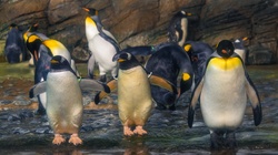Group of emperor penguins standing