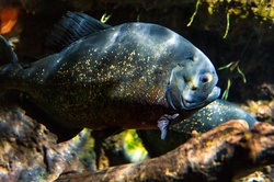 Piranha swimming in an aquarium