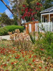 Red and Yellow Kangaroo Paws with Fire Lotus