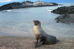 Sea Lion; Galapagos, April 2011
