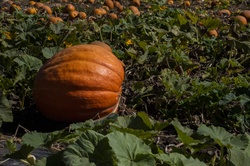 U-Pick Pumpkin Patch