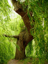 Willow tree by the river 