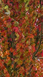 Vertical wallpaper background of autumn leaves for iphone, cellphone or smartphone