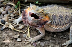 Bearded Dragon in attack