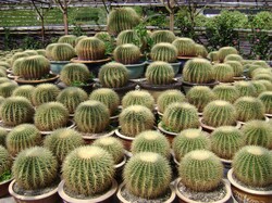 Cacti in Malaysia