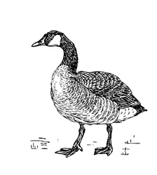 Line art illustration of a canada goose clipart