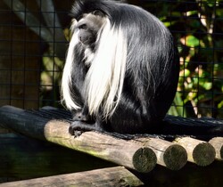 Black and White Colobus Monkey at wildlife reserve