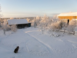 A dog in a farm yard in Finland in the winter.