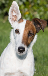 Close-up portrait of a miniature smooth fox terrier dog
