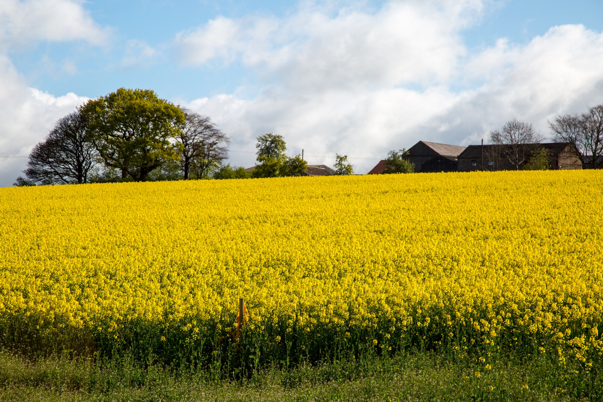 Field of yellow canola - spring landscape
