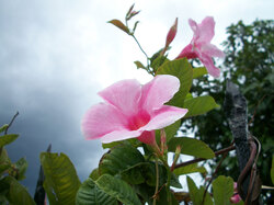 Vine that blooms in May and has pink goblet type flowers.
