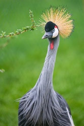 Grey crowned crane portrait