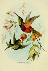 Hummingbirds Peruvian Coquette and Crimson Topaz Hummingbird Artist Unknown 1874 Public Domain