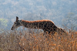 Long necked giraffe browsing behind dry thorny vegetation in winter in south africa
